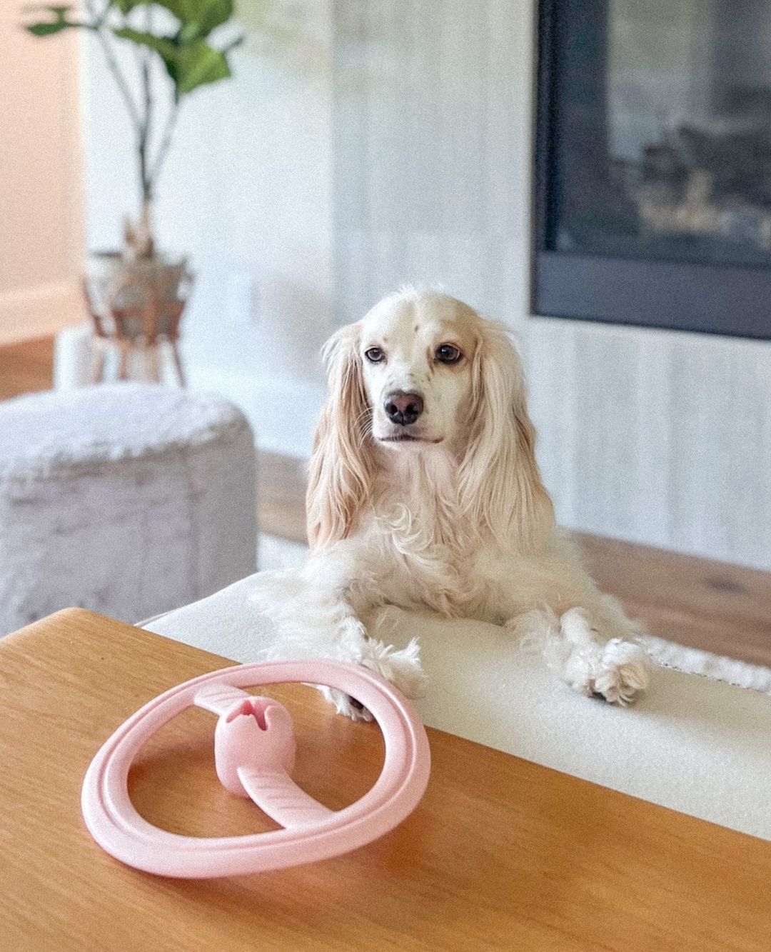 Fly Away Dog Toy
